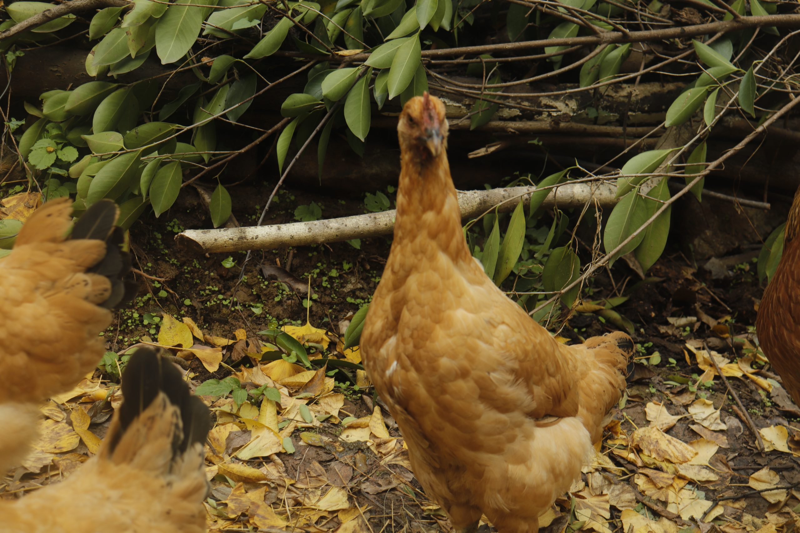 微信图片_20251209094633_4532_11